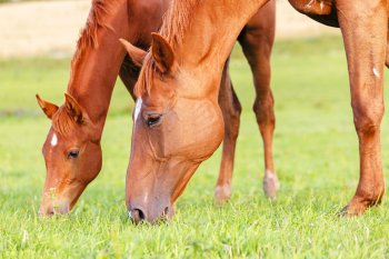 mare & foal grazing